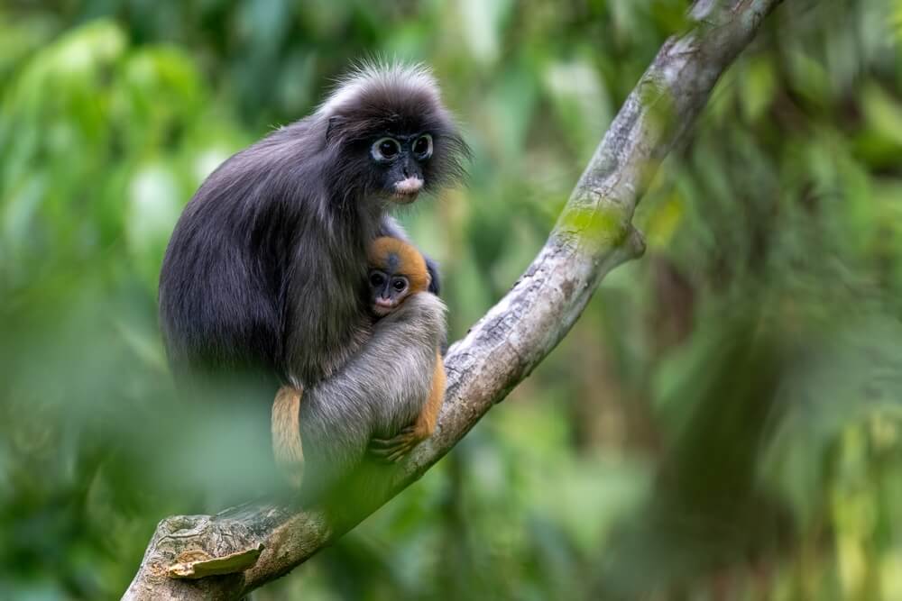 Opica langur